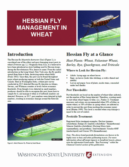 Imagen de Hessian Fly Management in Wheat