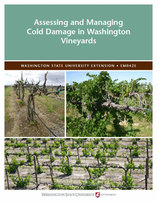 Picture of Assessing and Managing Cold Damage in Washington Vineyards