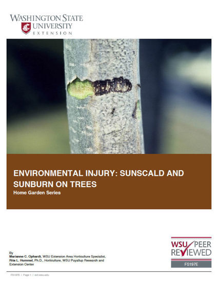 Picture of Environmental Injury: Sunscald and Sunburn on Trees (Home Garden Series)