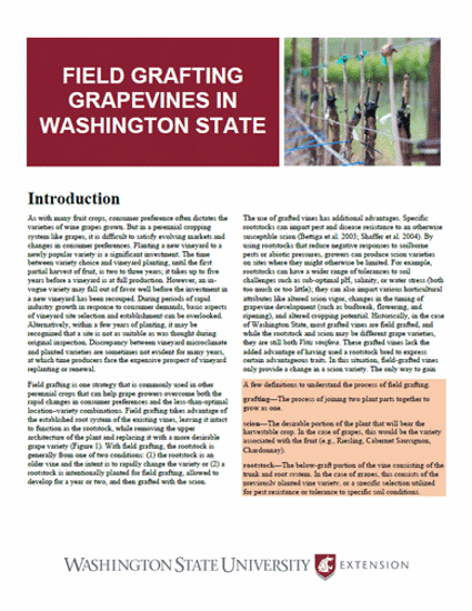 Imagen de Field Grafting Grapevines in Washington State