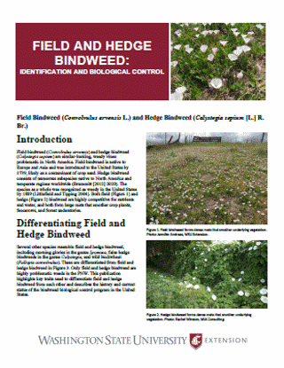 Picture of Field and Hedge Bindweed: Identification and Biological Control