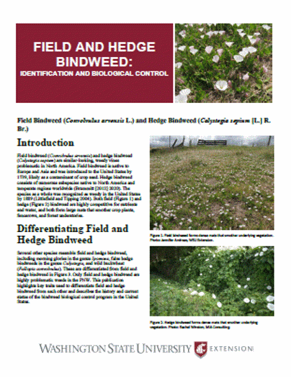 Imagen de Field and Hedge Bindweed: Identification and Biological Control