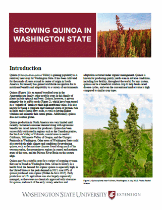 Imagen de Growing Quinoa in Washington State