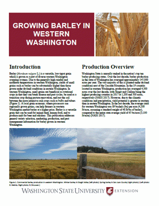 Picture of Growing Barley in Western Washington