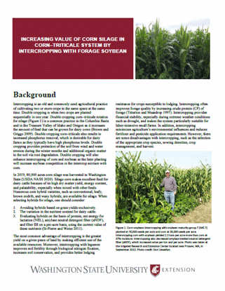 Picture of Increasing Value of Corn Silage in Corn-Triticale System by Intercropping with Forage Soybean