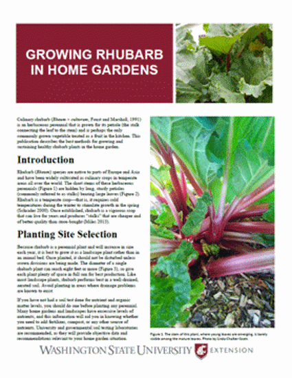 Picture of Growing Rhubarb in Home Gardens (Home Garden Series)