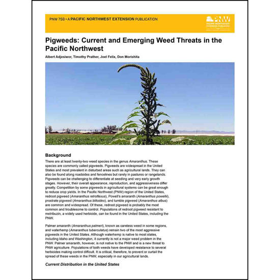 Imagen de Pigweeds: Current and Emerging Weed Threats in the Pacific Northwest
