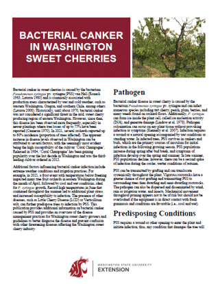 Picture of Bacterial Canker in Washington Sweet Cherries