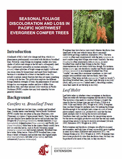 Imagen de Seasonal Foliage Discoloration and Loss in Pacific Northwest Evergreen Conifer Trees