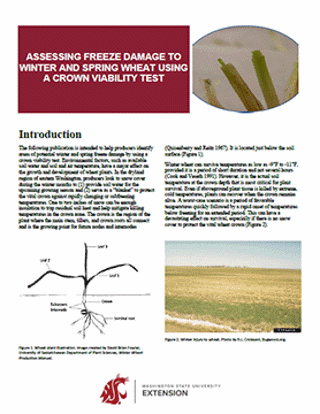 Imagen de Assessing Freeze Damage to Winter and Spring Wheat Using a Crown Viability Test