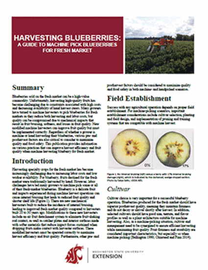 Imagen de Harvesting Blueberries: A Guide to Machine Pick Blueberries for Fresh Market