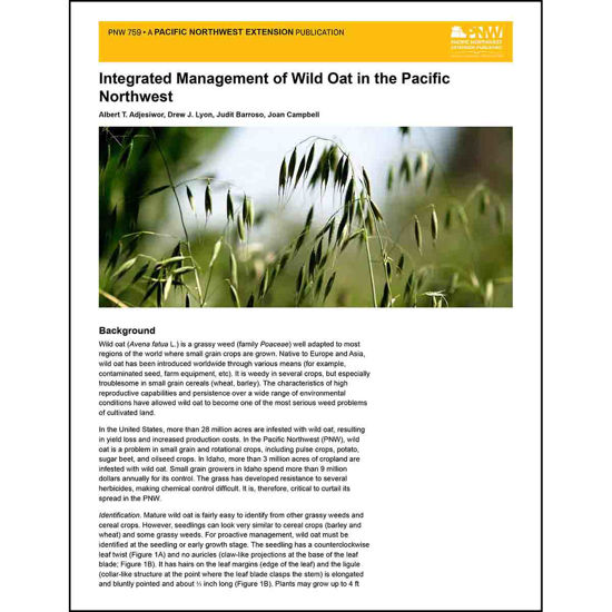 Imagen de Integrated Management of Wild Oat in the Pacific Northwest
