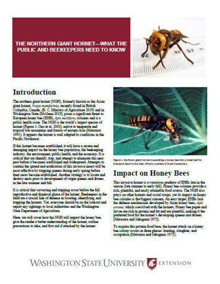 Imagen de The Northern Giant Hornet — What the Public and Beekeepers Need to Know