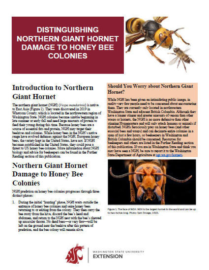 Imagen de Distinguishing Northern Giant Hornet Damage to Honey Bee Colonies