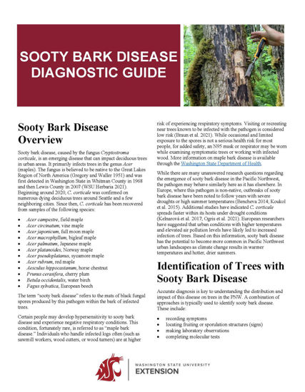 Picture of Sooty Bark Disease Diagnostic Guide
