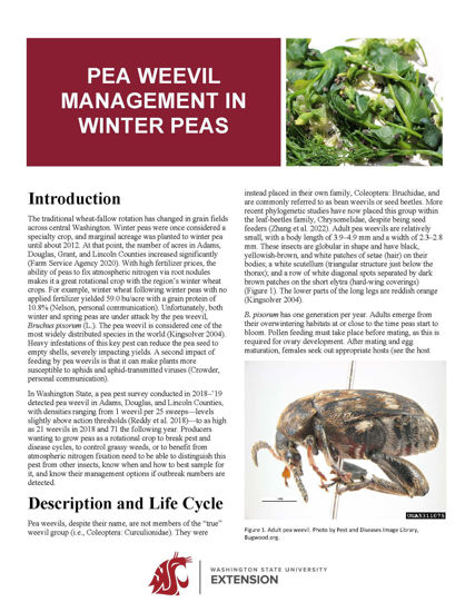 Imagen de Pea Weevil Management in Winter Peas