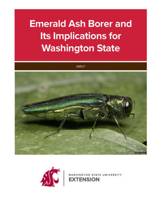 Picture of Emerald Ash Borer and Its Implications for Washington State