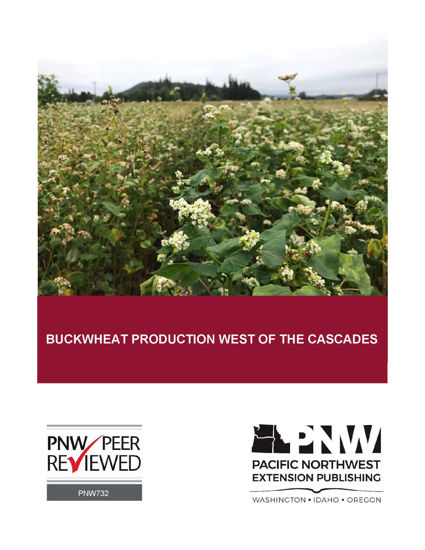 Picture of Buckwheat Production West of the Cascades