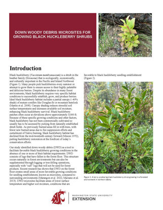 Picture of Down Woody Debris Microsites for Growing Black Huckleberry Shrubs