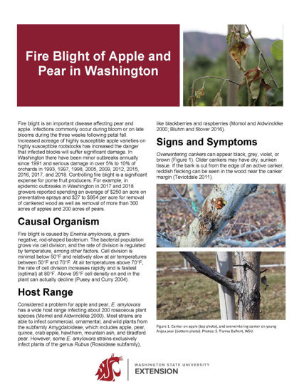 Picture of Fire Blight of Apple and Pear in Washington